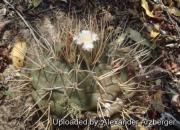 Gymnocalycium eurypleurum
