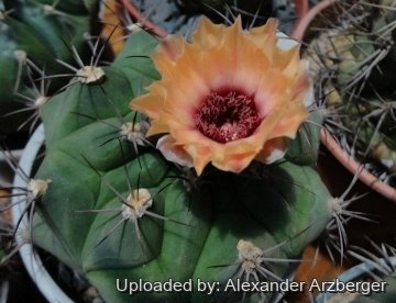 Gymnocalycium pflanzii