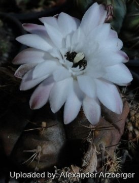 Gymnocalycium damsii var. centrispinum