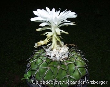 Discocactus tricornis