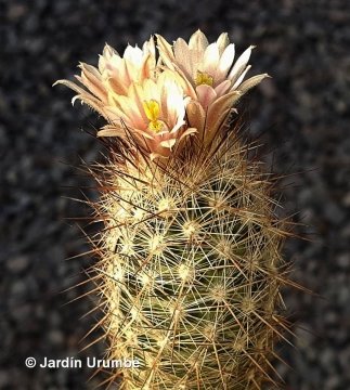 Escobaria zilziana