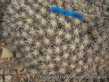 Echinocereus maritimus