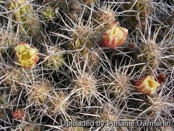 Echinocereus maritimus
