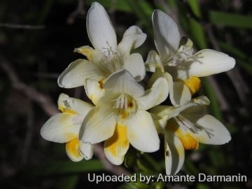 Freesia refracta