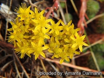 Sedum forsterianum