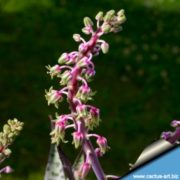 Ledebouria violacea