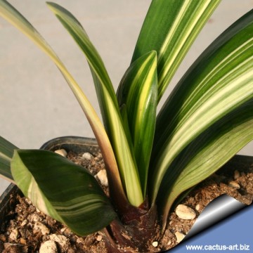 Clivia miniata f. variegata cv. Chinese Five Color Orchid
