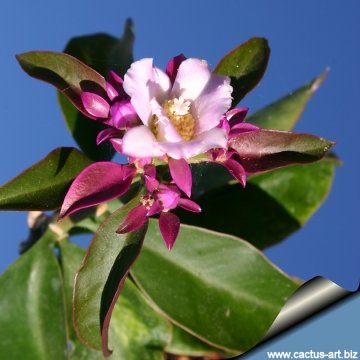 Pereskia grandifolia subs. violacea