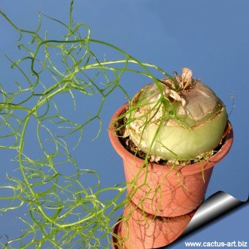 Bowiea volubilis