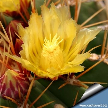 Ferocactus alamosanus