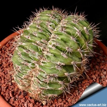 Echinopsis cv. Haku-jo Maru f. cristata