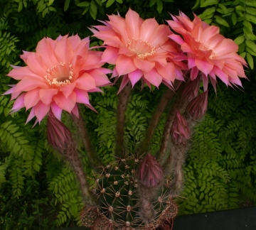 Echinopsis cv. Beautiful Dreamer