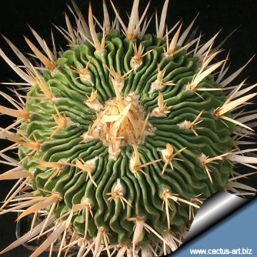Stenocactus arrigens