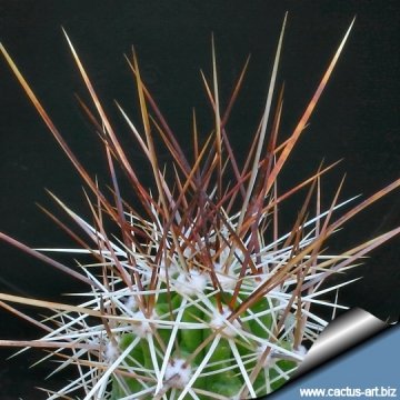 Echinocereus enneacanthus
