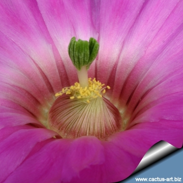 Echinocereus bristolii