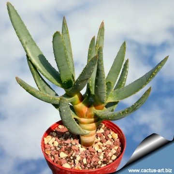 Aloe dichotoma subs. ramosissima