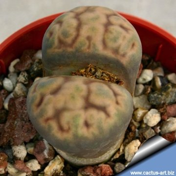 Lithops karasmontana subs. eberlanzii C370 35 km 35 km E of Lüderitz, Namibia