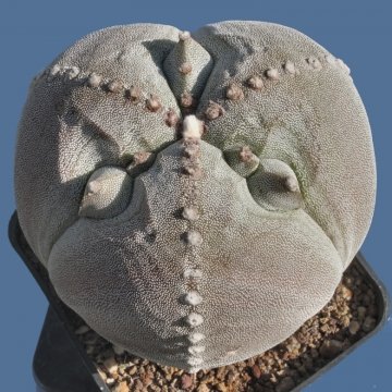 Astrophytum myriostigma var. tricostatum