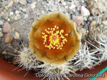 Pterocactus fischeri