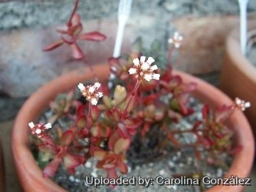 Crassula pubescens subs. radicans