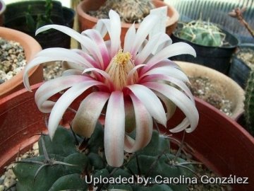 Gymnocalycium monvillei subs. horridispinum