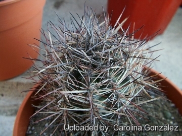 Austrocactus patagonicus