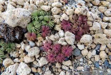 Oxalis adenophylla