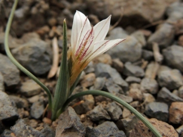 Tristagma patagonicum