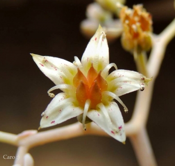 Graptopetalum paraguayense