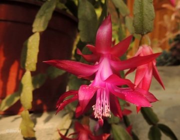 Schlumbergera х buckleyi