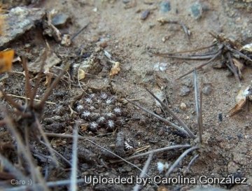 Pyrrhocactus dimorphus