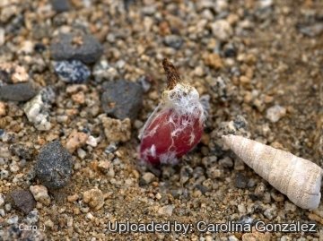 Eriosyce odieri