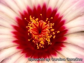 Thelocactus bicolor