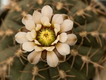 Gymnocalycium castellanosii subs. bozsingianum