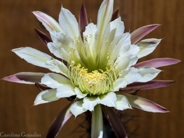 Cereus aethiops