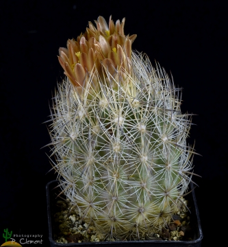 Echinomastus unguispinus subs. durangensis