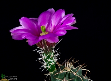 Echinocereus fendleri var. kuenzleri