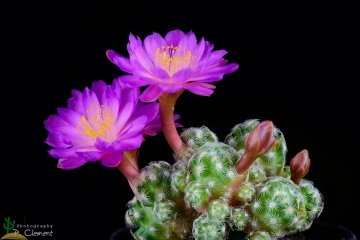 Mammillaria saboae subs. haudeana