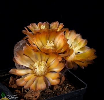 Echinopsis bonnieae