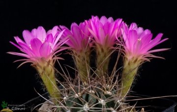 Echinopsis pentlandii
