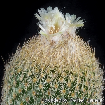 Epithelantha micromeris f. elongata