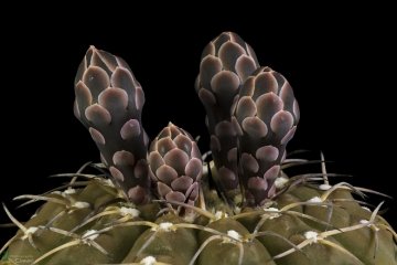 Gymnocalycium bodenbenderianum