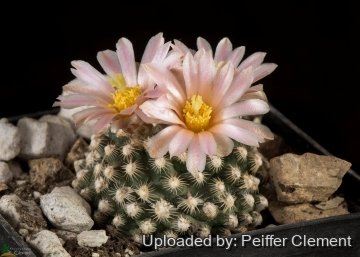 Pediocactus knowltonii