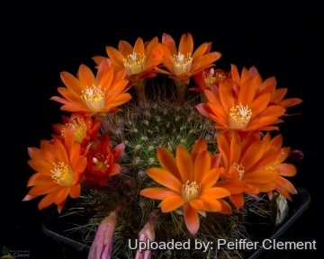 Rebutia fiebrigii