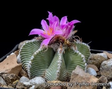 Aztekium hintonii