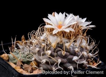 Turbinicarpus schmiedickeanus subs. macrochele