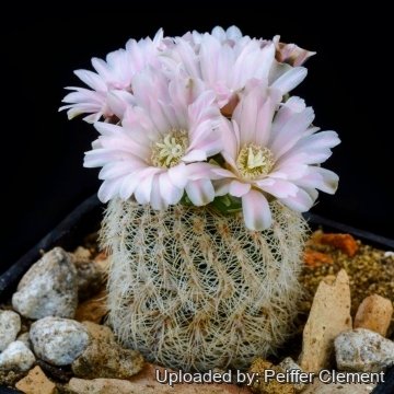 Gymnocalycium bruchii var. niveum