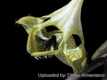 Ceropegia sandersonii