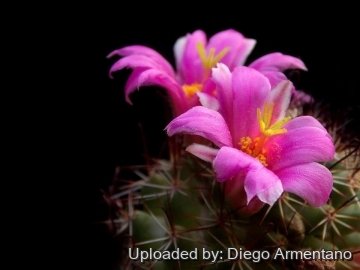 Mammillaria mazatlanensis