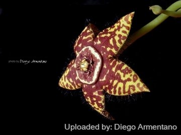 Orbea semota